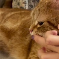 猫に水を飲んでほしい飼い主がとった作戦とは…あまりにも可愛い展開が132万再生「夏も教えてあげたらいいのかｗ」「天才すぎる」と絶賛