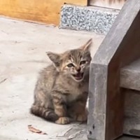 庭先に現れた野良の子猫→子どもたちと一緒に過ごしていくうちに…約3時間後の『変化』が129万再生「なんて素敵なの」「ずっと見ていたい」