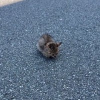 道路の真ん中でフリーズしていた子猫…『放っておいたら後悔する』と愛のあふれる『決断』に４万いいね「優しさに涙が出た」「ありがとう」