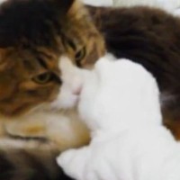 退屈そうにしていた元ボス猫→白猫のおもちゃを持っていってみると…ほっこりする光景が12万再生「賢いし優しい」「パンチすると思ったｗ」