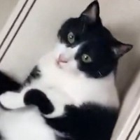 階段で『出待ち』していたネコ…飼い主が通り過ぎた瞬間に始まった『まさかの遊び』に２万いいね「可愛すぎるｗ」「どうみても液体」