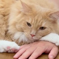 大好きなパパにべったりな猫、ママが手をどかして邪魔してみると…想像を超える光景に「パパ依存症ｗ」「奥さんだにゃｗ」と笑う人が続出