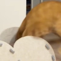 猫ハウスで遊ぶ猫→勢いよく中に飛び込むと…思わず笑ってしまう『激しい動き』が414万再生「仰向けで出てきて笑ったｗ」「遊ぶの上手」