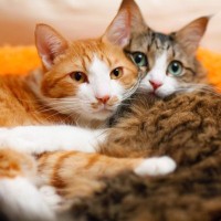 猫の『オス・メス』で変わるお世話の方法4つ　性別によって異なる特徴や注意点も解説