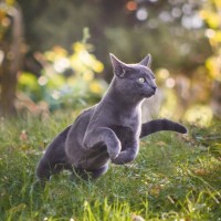 猫が全力疾走すると『驚くほど速い』理由3つ　最高速度はどのくらい？優れた身体能力をご紹介