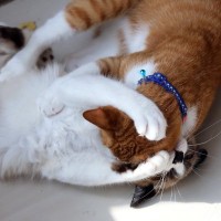 猫同士のケンカを『仲裁する方法』3つ　じゃれ合いとの見分け方や争いを防ぐ工夫まで