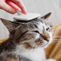 猫の『抜け毛対策』に効果的なグッズ４選　便利な活用術や掃除の負担を減らす工夫もご紹介