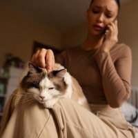 猫に関する悩みを『相談できる窓口』3つ　飼い方や健康面…困ったときに頼れるサポート先
