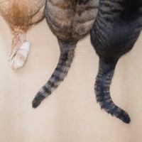 猫の『しっぽの種類』5選　形ごとの名称や特徴をご紹介