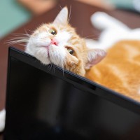 猫が飼い主の『邪魔をしてくる』ときの理由5つ　なぜ近寄ってくるの？上手な対処法も
