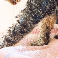苦手なお風呂に入れられたネコ→顔を見たら…想像以上に『ブチギレている表情』に３万いいね「絶対許さん、と言わんばかりｗ」「かわいいｗ」