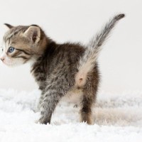 猫があなたの呼びかけに『しっぽで反応』する理由4つ　無視しているわけではない？込められている心理とは
