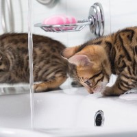 『好奇心が強い猫』が思わずしてしまう行動5選　興味を示す理由や安全を守るための注意点まで