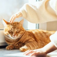 猫が『身代わり』になって飼い主を救ったエピソード4選　偶然とは思えない不思議な逸話とは