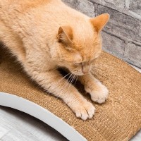 猫の飼い主が『本当に買ってよかった』と実感する猫グッズ4つ　オススメできる理由や便利な使い方もご紹介