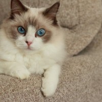 見た目が『似すぎている猫種』3選　見分けるポイントから魅力・特徴までご紹介