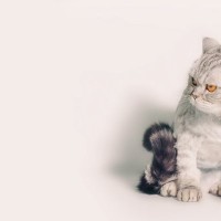 猫が『グゥ』と鳴くときの気持ち5選　隠されている意味や感情を見分けるポイントも