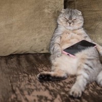 猫を見ていて『野生を忘れている』と確信する瞬間5選　信頼してくれている証？行動の心理もご紹介
