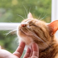 猫が『飼いやすい』とされている7つの理由　手がかからないって本当？注意すべきポイントも