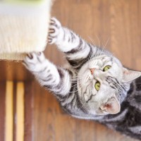 猫には『恥ずかしい』という気持ちはあるの？気まずさをゴマかすような仕草の意味まで解説