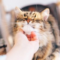 【研究で判明】猫の信頼は「予測可能な飼い主」が育てる！“安定した行動の重要性”を獣医が解説