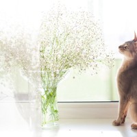 猫がかすみ草を食べちゃった！中毒症状はある？食べていい草・ダメな草の境界線【獣医師執筆】