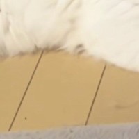 かまってアピールする猫を『少しだけ無視』してしまった結果…まさかの光景に５万いいね「しっぽが凄い反応してるｗ」「態度で示してるねｗ」