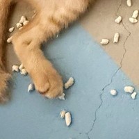 夜中の12時過ぎ、子猫たちがいる部屋のドアを開けたら…目に飛び込んできた『まさかの光景』に「深夜の大掃除ｗｗ」「ノリノリｗ」と爆笑の声