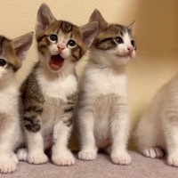 横一列に並んだ子猫4兄弟→1匹が『あくび』をしたら…まさかの『尊い光景』が73万再生「いいね一回じゃ足りない」「可愛すぎて震えた」