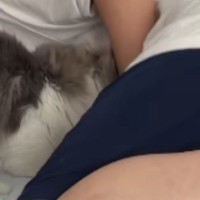 朝、寝ているパパのもとにやってきた猫…想像以上に『激しい起こし方』が33万再生「元気いっぱいｗ」「愛情たっぷりｗ」と笑う人が続出