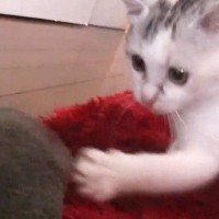 子猫の前でタオルをひらひらさせると→全力で反応して…尊すぎる『無邪気な様子』が15万再生「一生懸命で癒やされる」「たまらなく可愛い」