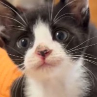 犬と一緒に暮らす子猫→先輩犬の影響か、口を開けた瞬間に出てきた『まさかの鳴き声』が77万再生「絶対ワンって言ってるｗ」「口の動きがｗ」