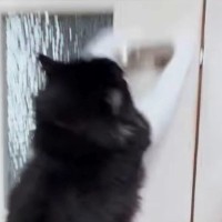 クーラーをつけた途端、まっすぐドアに向かう猫…『まさかの光景』に笑う人が続出「ほんとに賢いなぁｗ」「動きが人にしか見えないｗ」と反響