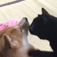 『柴犬と遊びたい黒猫』、一生懸命アピールをして…ほっこりするやり取りが64万再生「胸がキュンキュンした」「自然と口角が上がる」