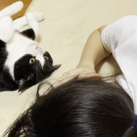 娘のことが気になる猫たち→近くにやってくると…あまりにも尊い『愛情表現』が44万再生「大好きなのが伝わる」「愛されてるねｗ」