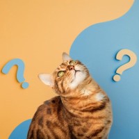 猫は『飼い主の声』を聞き分けているの？判別しているポイントや意外な能力をご紹介