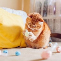猫が見えやすく感じている『好みの色』2つ　どんなふうに見えているの？生活に取り入れるコツも