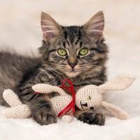 猫が『ぬいぐるみ』に対して思っている気持ち3選　どんな存在なの？見られる行動の意味とは