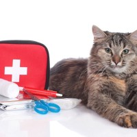 愛猫を守るための『応急処置』5つ　ケガや事故など緊急時の対処法を解説