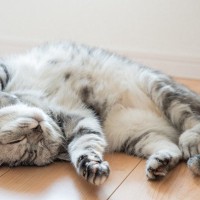 猫の性格は『4つの種類』に分けられる？　各タイプの特徴から上手な関わり方まで解説