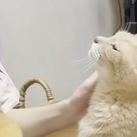 お風呂から戻ってきた娘に甘える猫…『尊すぎる光景』にほっこりする人が続出「大好きって感じがする」「本当に可愛らしい」