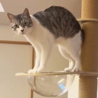 キャットタワーの透明ボウルにタオルを敷き忘れてしまい…猫が見せた『可愛らしい行動』が40万再生「押すな押すな状態ｗ」「たまらない」