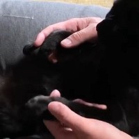 パパの足の間に座り『肉球マッサージ』を受ける黒猫→しばらくすると…尊すぎる光景が19万再生「赤ちゃんみたい」「ニヤニヤが止まらん」
