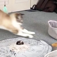 『ミラクルがすぎる』夢中になっておもちゃで遊んでいた猫→近くにあるベッドに入ると…次の瞬間『まさかの展開』が110万表示「可愛いｗ」