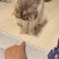 目の前にある『飼い主の指』を狙うネコ→勢いよくパンチを繰り出すと…『可愛すぎる瞬間』に「癒しでしかないｗ」「何度も見てしまった」の声