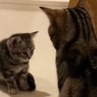 子猫と初めて対面した先輩猫→おててを振り上げ、パンチするかと思いきや…『まさかの行動』が309万再生「優しさが伝わる」「ドキドキした」