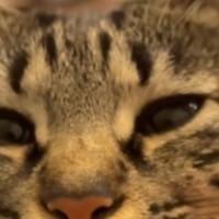 くつろいでいる猫の口元に指をあててみると…「口の形がたまらん」可愛すぎて笑ってしまう光景が64万再生「私もやりたいｗ」と話題に