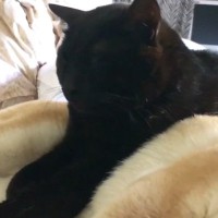 柴犬の上に乗った黒猫→そのまま眠ってしまった結果…あまりにも『微笑ましい光景』が33万再生「やさしいなあ」「めちゃくちゃ癒された」