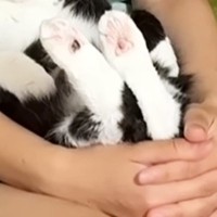 超甘えん坊な猫→飼い主が出かけようとしたら…人間の子供のような『まさかの光景』が13万再生「でかい赤ちゃん」「お顔見上げるのたまらん」