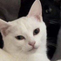毛布の上でくつろぐ『双子の猫』を見ていると…シンクロする『ふたりの動き』が可愛すぎると反響「すごいｗ」「ナイスシンクロｗ」